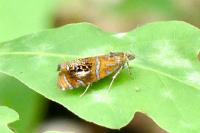 Olethreutes arcuella