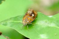 Olethreutes arcuella