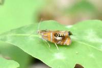 Olethreutes arcuella