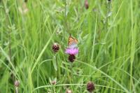 Lycaena dispar