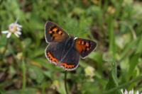 Lycaena phlaeas