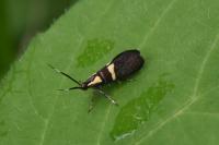 Dasycera oliviella
