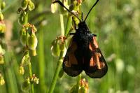 Zygaena trifolii