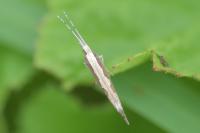 Plutella xylostella