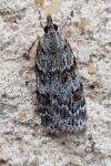 Scoparia
