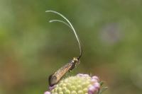 Nemophora metallica