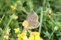 Polyommatus icarus