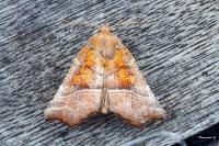 Scoliopteryx libatrix