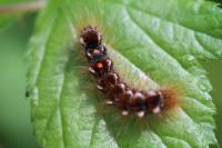 Euproctis chrysorrhoea