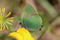 Callophrys rubi