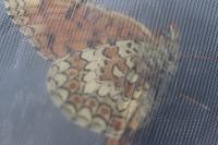 Melitaea phoebe