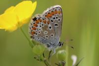 Aricia agestis