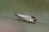 Glyphipterix thrasonella