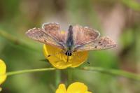 Lycaena tityrus