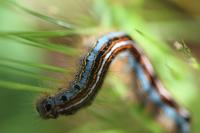 Malacosoma neustria