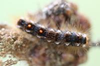 Euproctis chrysorrhoea