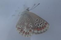 Aricia agestis