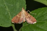 Endotricha flammealis