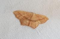 Scopula imitaria
