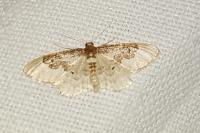 Idaea rusticata