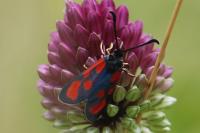 Zygaena loti