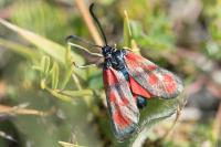 Zygaena loti