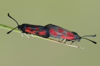 Zygaena loti