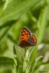 Lycaena phlaeas
