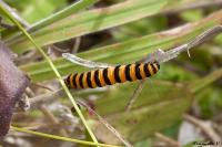 Tyria jacobaeae