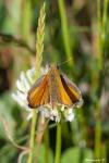Thymelicus sylvestris