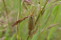 Chrysocrambus linetella