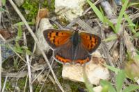 Lycaena phlaeas