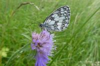 Melanargia galathea