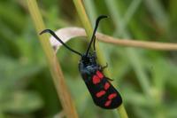 Zygaena transalpina