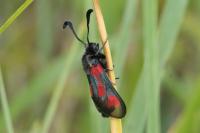 Zygaena sarpedon