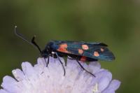 Zygaena ephialtes