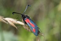 Zygaena sarpedon