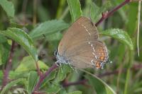 Satyrium ilicis