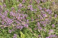 Satyrium ilicis
