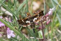 Thyris fenestrella