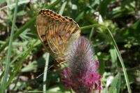 Speyeria aglaja