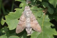 Macroglossum stellatarum