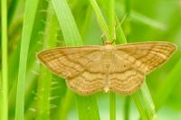 Idaea ochrata