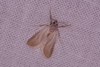 Acentria ephemerella