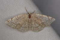 Stegania trimaculata