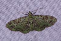 Pasiphila rectangulata