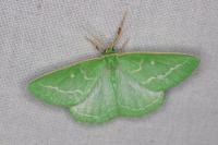 Thetidia smaragdaria