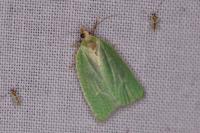 Tortrix viridana