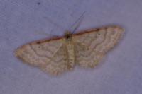 Idaea humiliata