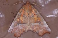 Scoliopteryx libatrix